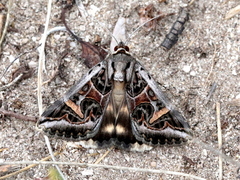 Cerocala vermiculosa