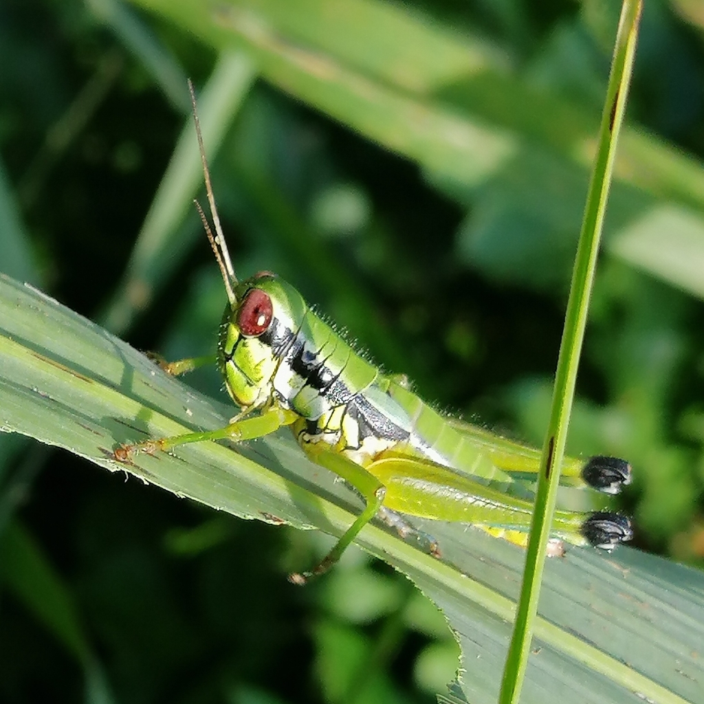 Parascopas similis