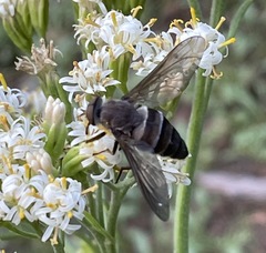 Esenbeckia