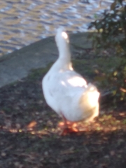 Anas platyrhynchos domesticus