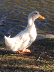 Anas platyrhynchos domesticus