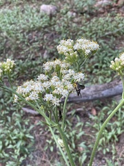 Esenbeckia