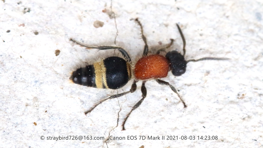 Sinotilla pekiniana