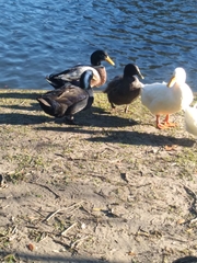 Anas platyrhynchos domesticus