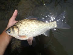 Deepbodied Crucian Carp photo 3
