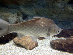 Deepbodied Crucian Carp photo 5