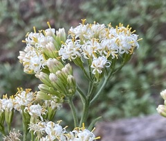 Psacalium decompositum