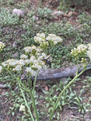 Psacalium decompositum