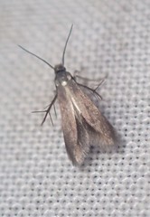 Schreckensteinia erythriella