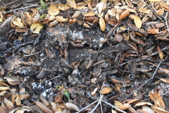 Batrachoseps nigriventris
