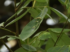 Polyura schreiber