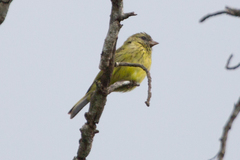 Crithagra hyposticta