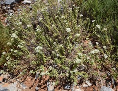 Origanum onites