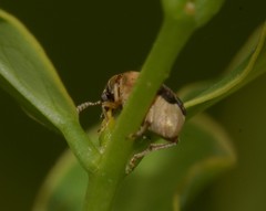 Sennius lateapicalis