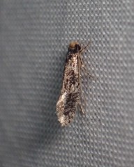 Monopis marginistrigella