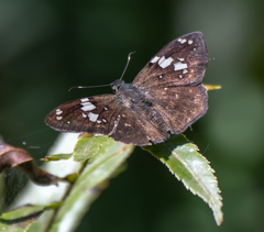 Celaenorrhinus similis