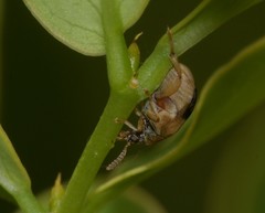 Sennius lateapicalis