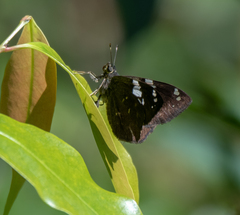 Celaenorrhinus similis