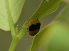 Sennius lateapicalis