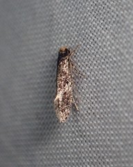 Monopis marginistrigella