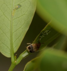 Sennius lateapicalis