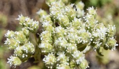 Origanum onites