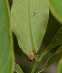 Sennius lateapicalis