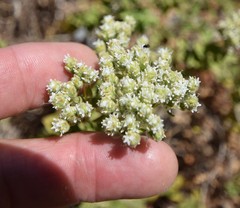 Origanum onites
