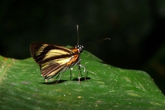 Vettius phyllus