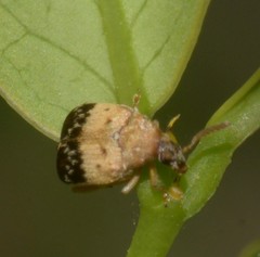 Sennius lateapicalis