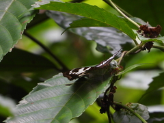 Euthalia adonia pinwilli
