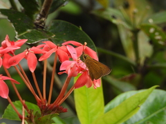 Polytremis lubricans