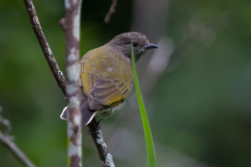 Green-backed Honeybird (Prodotiscus zambesiae), photo 7