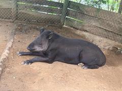 Tapirus