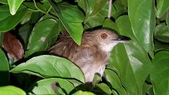 Pellorneum celebense