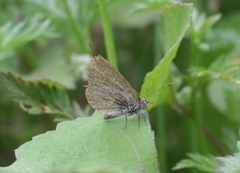 Zizeeria knysna