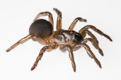 Hebestatis theveneti