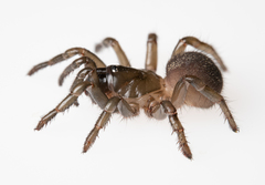 Hebestatis theveneti