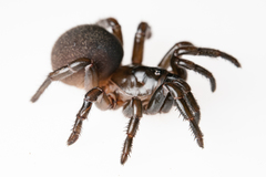 Hebestatis theveneti