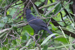 Laniarius funebris