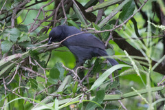 Laniarius funebris