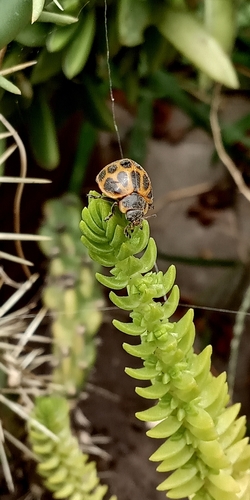Epilachna Lady Beetles photo 5