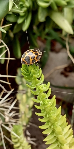 Epilachna Lady Beetles photo 4