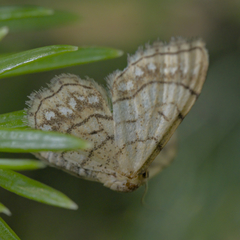 Idaea moniliata