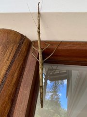 Cladomorphus phyllinus