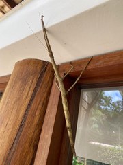Cladomorphus phyllinus