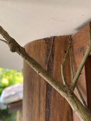 Cladomorphus phyllinus