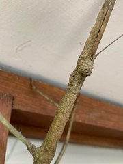 Cladomorphus phyllinus