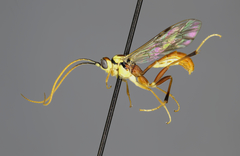 Anisotacrus spatiosus