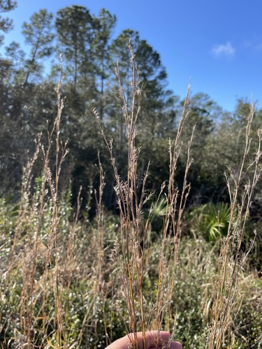 Image of Creeping Little Bluestem (Schizachyrium stoloniferum) by (c) Brandon Corder, some rights reserved (CC BY)